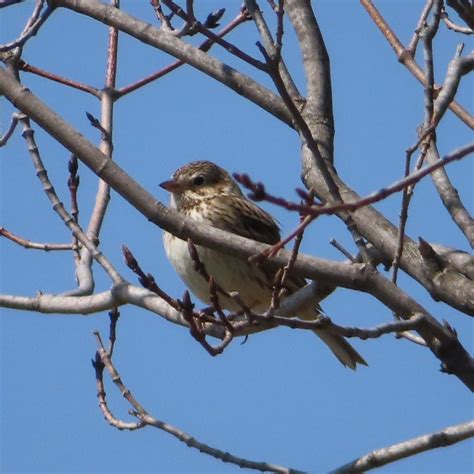 Vesper Sparrow Pooecetes Gramineus Chris Evans Flickr