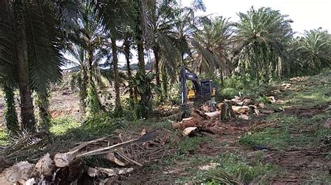 Replanting Kelapa Sawit Borneo Youtube