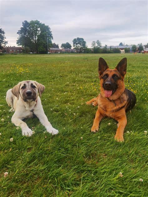 What Is The Difference Between A Kangal And A German Shepherd