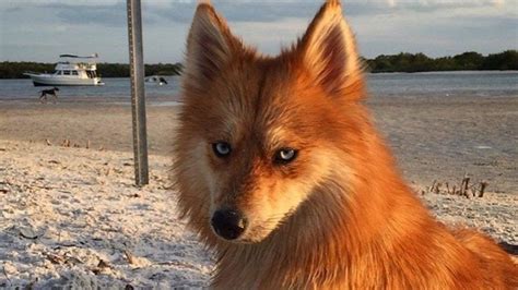 Voici Mia Le Pomsky Croisement Entre Un Spitz Pom Ranian Et Un Husky