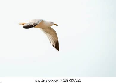 67 Segal bird Images, Stock Photos & Vectors | Shutterstock