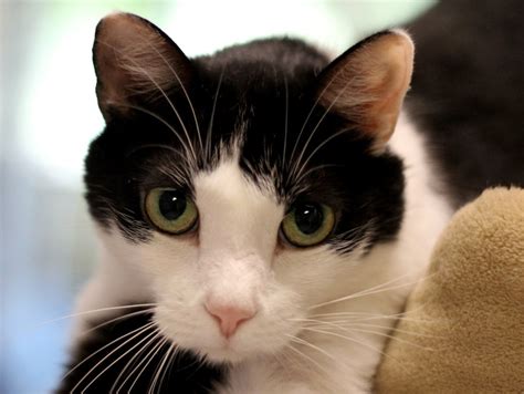 Ready To Adopt Oreo The Cat Is Just As Sweet As Her Name Implies