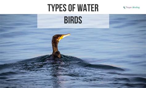 9 Types of Water Birds & How to Identify Them