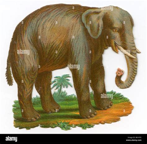 Elephant Painting Th Century Hi Res Stock Photography And Images Alamy