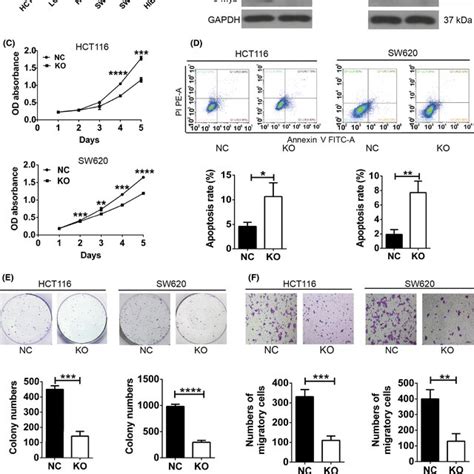 Knockout Of CMyb Inhibits The Malignant Characteristics Of Colorectal