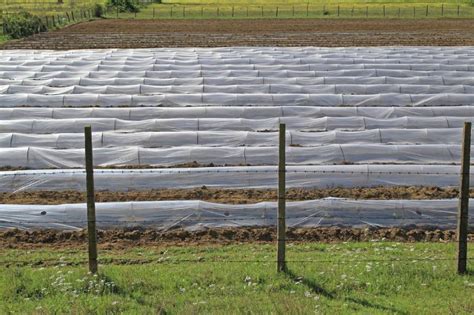 Cómo Deshacerse De Los Gusanos Cortadores En El Jardín 30 Métodos Para