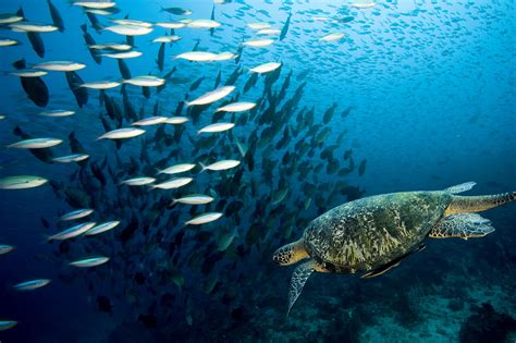 Wallpaper Animals Underwater Coral Reef Ocean Reptile Marine