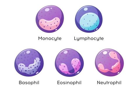 Basophils And The Immune System Facty Health