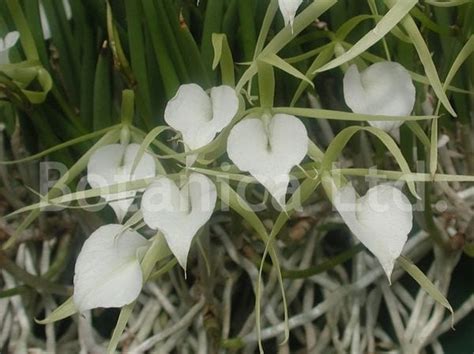 Brassavola Nodosa Botanica Ltd