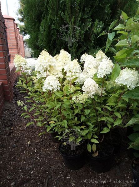 Hortensja Bukietowa Polar Bear Hydrangea Paniculata Arenapl