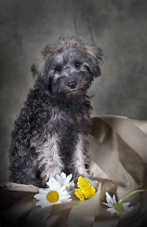 Poodle mixes the twenty most popular doodle dogs – Artofit