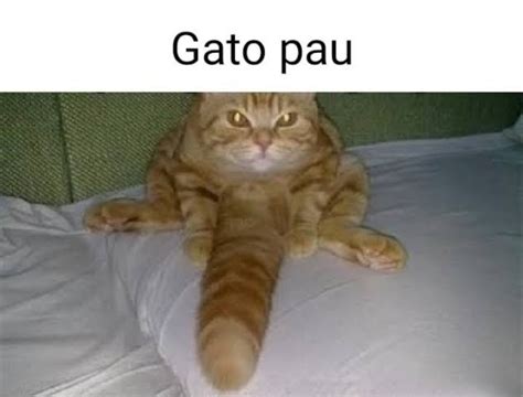 Gato Meme By Kaikai Uchiha Memedroid