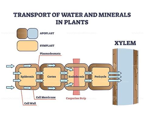 Transport Of Water And Minerals In Plant With Anatomical Cell Outline