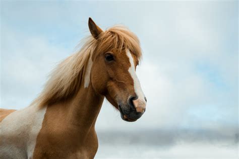 Humanos podem se comunicar animais Estudo suíço sugere que sim