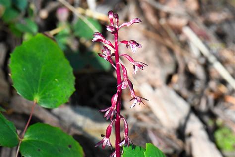 Orchid Spotted Coralroot Corallorhiza Maculata Mayne Is David