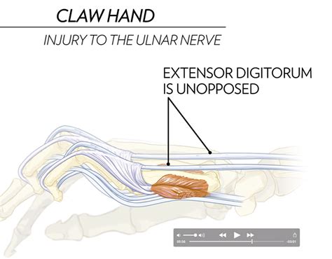 Claw Hand Ape Hand And The Sign Of Benediction Behance