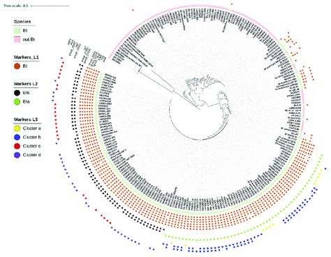 Core Genome Phylogeny Of Bacillus Cereus Bc Genom Phylogeny Gtr