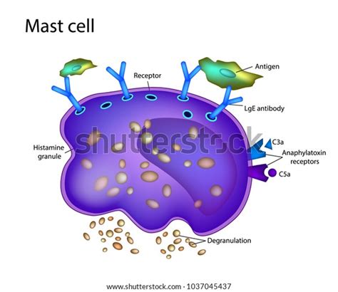 2 Mast Cell Activation Syndrome Stock Vectors and Vector Art | Shutterstock