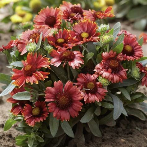 Fluturei Arizona Red Gaillardia Arizona Red Sweet Garden