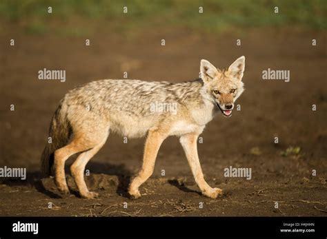 Golden Jackal Canis Aureus Serengeti National Park Tanzania Stock