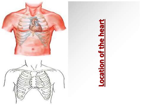 Ppt Cardiovascular System Physiology And Manifistations Powerpoint