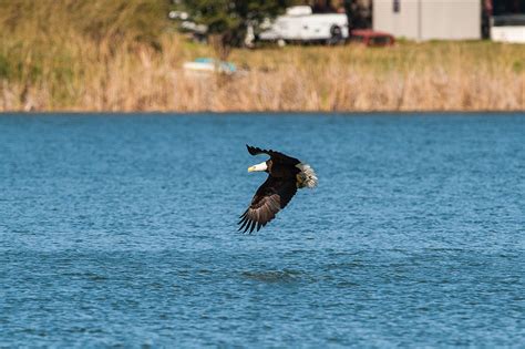 Bald Eagles on Behance