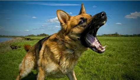 Top most dangerous dogs in the world (with cnologists comments) - Petolog