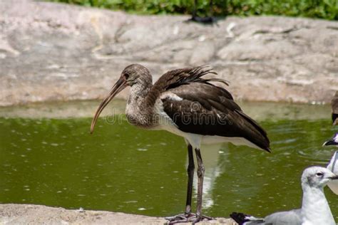 Juvenile white ibis stock photo. Image of bird, avian - 128083858