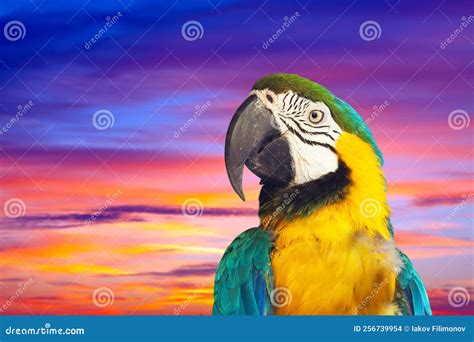 Closeup of Macaw Against Sunset Stock Photo - Image of male, papegay: 256739954