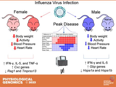 Sex And Molecular Differences In Cardiovascular Parameters At Peak