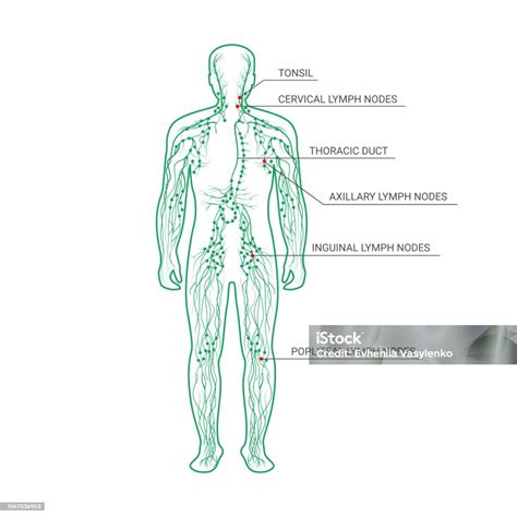 Male Inguinal Lymph Nodes