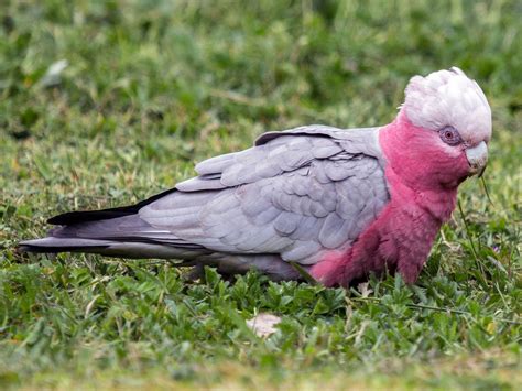 Galah - eBird