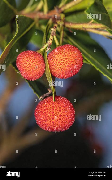 Killarney Strawberry Tree Arbutus Unedo Fruits Stock Photo Alamy