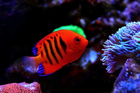 20 Best Saltwater Aquarium Fish (Species Guide for Beginners)