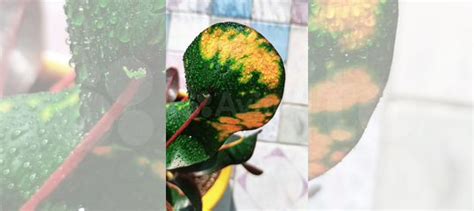 Кротон Мамми купить в Барнауле | Товары для дома и дачи | Авито