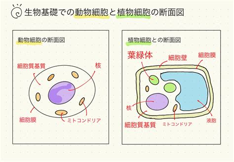 「生物基礎教科書解説」原核細胞と真核生物の細胞の構造｜高校生物の学び舎