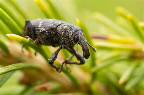 Gorgojo Del Pino Grande Hylobius Abietis Sentado En Un Pino Foto