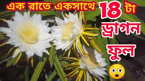 এক রাতে একসাথে 18 টা ড্রাগন ফুল ফুটেছে ছাদ বাগানে 😲 ভিডিওতে