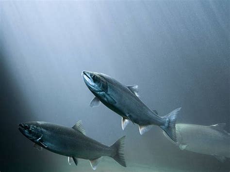 Climate change has unpredictable juvenile salmon migration