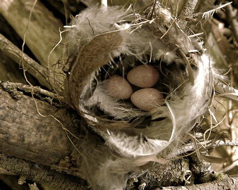 Feather Your Nest - Wren Eggs Photograph by Amy Schauland