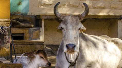 Centre Bans Sale Of Cows For Slaughter At Animal Markets Restricts