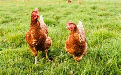 Huevos Fértiles Gallina Isa Brown Ponedora Cuotas sin interés