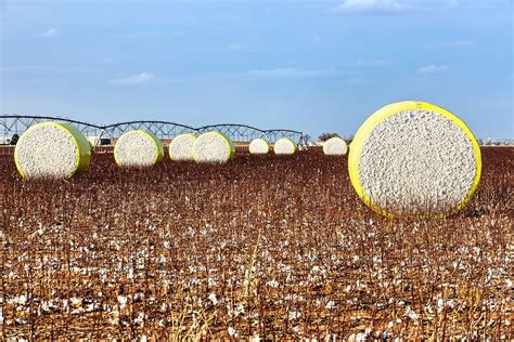 Cotton Bale Photo Field Of Cotton Bales Texas Cotton Wall Etsy