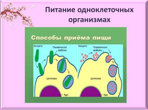 Организм - открытая живая система (биосистема) - презентация онлайн