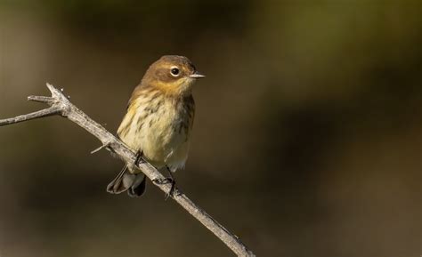 Paruline A Croupion JauneX 5145 Yellow Rumped Warbler Ile Flickr