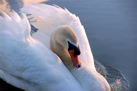 Swan Mute Cygnus Olor Free Photo On Pixabay