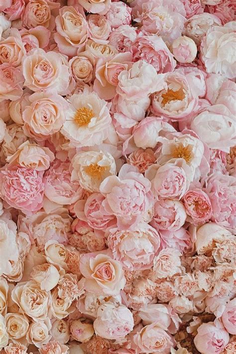 We Re Seeing Blush Everywhere Photo By Lucycuneo Flower Aesthetic