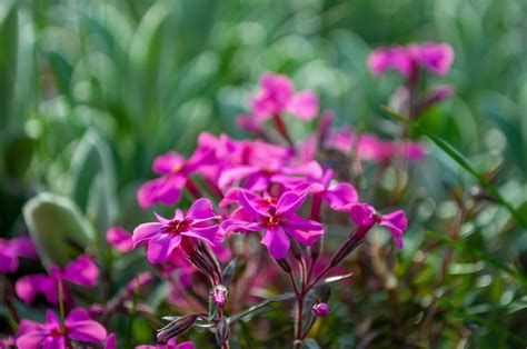 Flores Rosado Rosadas - Foto gratis en Pixabay - Pixabay