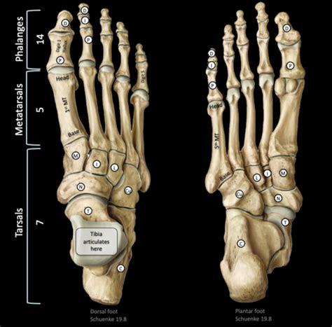 Lower Extremity Osteology Flashcards Quizlet