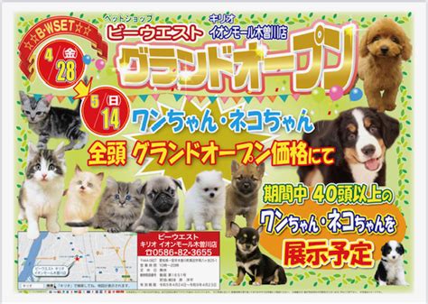 4月28日 キリオ木曽川店グランドオープン！！ 子犬・子猫をお探しならペットショッププチマリア｜愛知・岐阜・三重・静岡・東京・神奈川（横浜